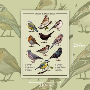 British Garden Birds - Art Print