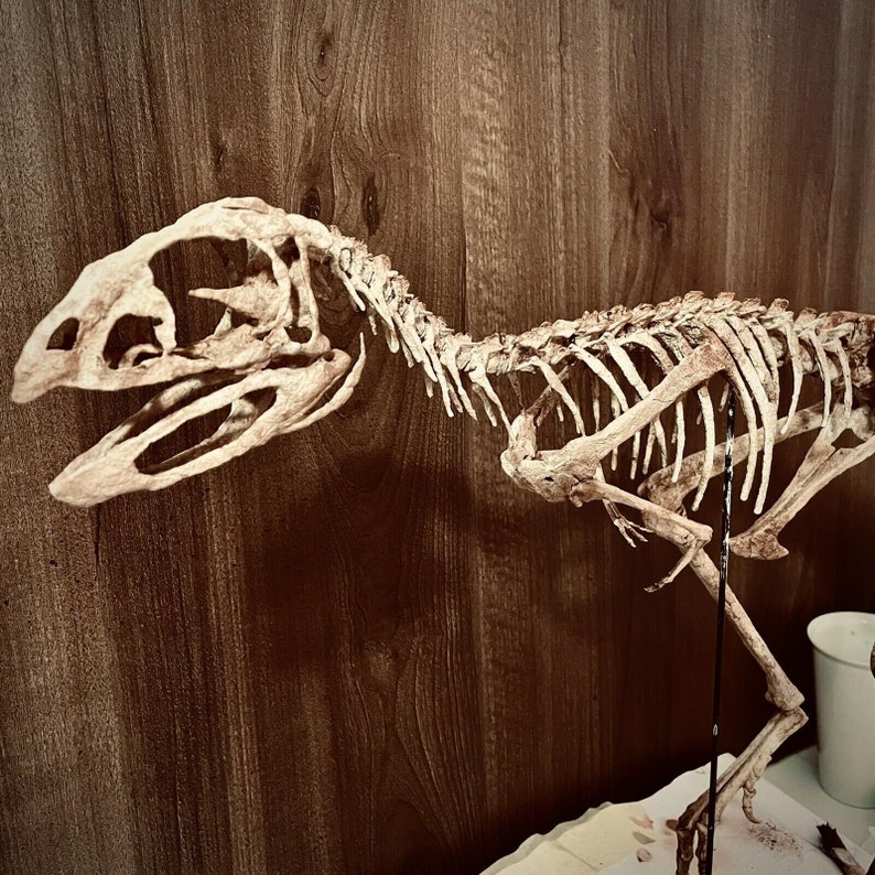 LIFE SIZE DINOSAUR Fossil Replica Berthasaura Leopoldinae Etsy