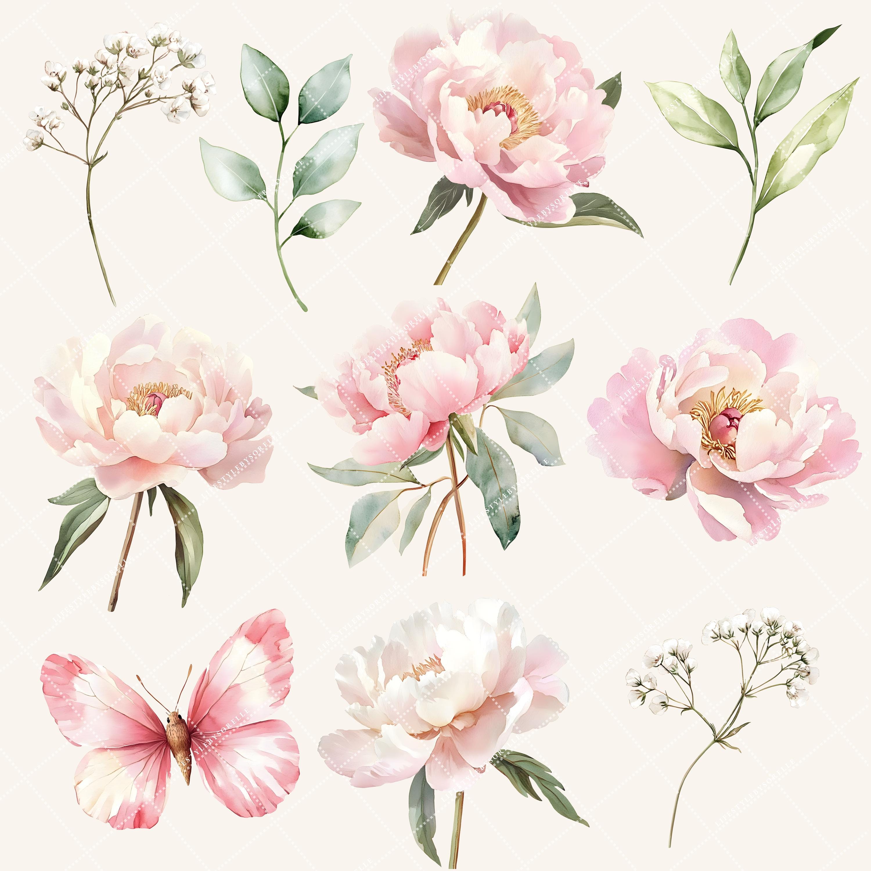 Watercolor Pink Peonies Clipart, Floral Clipart, Blush Pink Flowers ...