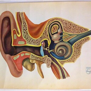 Philips - Póster original - Muy raro - 67,5 x 98,5 cm - Circa 1950