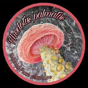 Adesivo da 3" - Rhodotus palmatus - Fungo pesca rugosa