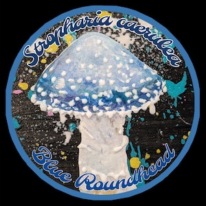 Adesivo olografico da 3" - Stropharia caerulea - Testa tonda blu