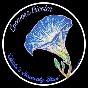 3&quot; Holographic Sticker- Ipomoea tricolor - Morning Glory - Clarke&#39;s Heavenly Blue