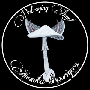 Adesivo de vinil 4" - Amanita bisporigera - Destroying Angel