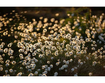 Cotton Grass, natura, rilassante, stampa da parete, senza cornice, arredamento per la casa,