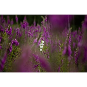 Foxgloves, nature, wall art, home decor, unframed,