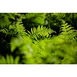 Ferns, nature, wall art, office decor, photography, dibond, print