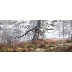 woodland, trees, forest, wall art, home decor,