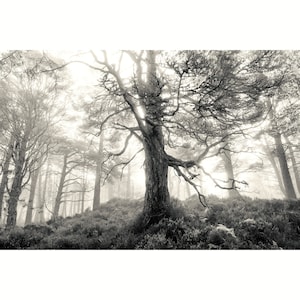 Trees, woodland, forest, nature, fine art print, wall art, unframed