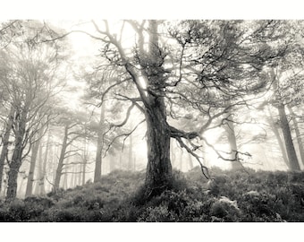 Bäume, Wald, Wald, Natur, Fine Art Print, ungerahmt