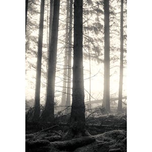Woodland, forest, trees, wall art, fine art print, unframed