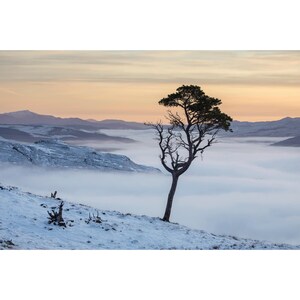 May include: A scenic landscape photograph featuring a lone tree on a snow-covered hillside. The tree has a dark trunk and green foliage. A layer of fog fills the valley, with mountains in the background. The sky is a mix of orange and blue.