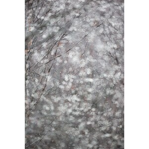 Abstract, photography, Trees, woodland, nature, fine art print, wall art, ltd edition