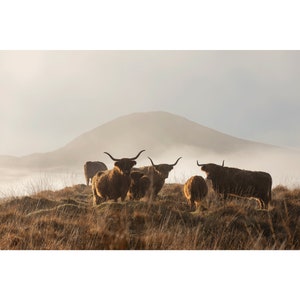 Highland Coo, cattle, Scotland, unframed, wall art, fine art paper
