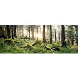 forest, woodland, nature, wall art, Scotland, panoramic print, unframed