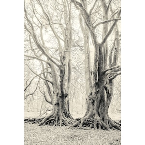 Alberi testimoni, Outlander, arte murale, senza cornice, regalo Outlander, carta per belle arti
