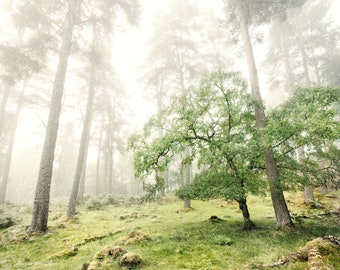 Mist, woodland, forest, nature, LTD EDITION print, Giclee, home decor