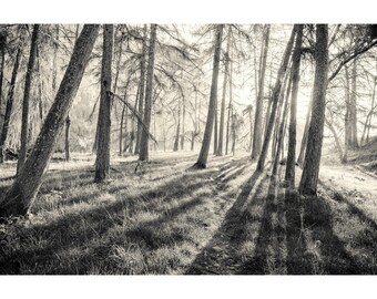 Arbres, forêt, lever du soleil, art mural, art photo, sans cadre, décoration d'intérieur