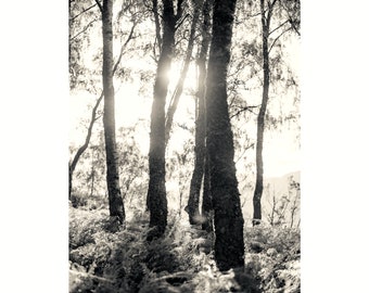 Bäume im Wald, Fine Art Print, ungerahmt