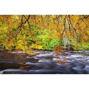 Autumn, nature, wall art, Perthshire photographer, dibond aluminium,