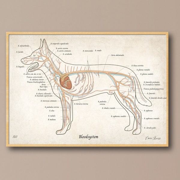 Blutkreislauf, Hund, Anatomie, Praxis, Tier, Tiermedizin, Poster, Bild, Image, Wissen, Skelett, Trendy Wall Art, Illustration, UNGERAHMT