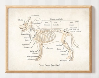 Hund, Anatomie, Knochen, Praxis, Arzt, Tier, Tiermedizin, Poster, Bild, Image, Wissen, Skelett, Trendy Wall Art, Illustration, UNGERAHMT