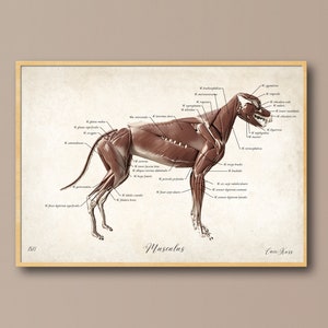 Muskulatur, Hund, Anatomie, Praxis, Tier, Tiermedizin, Poster, Bild, Image, Wissen, Skelett, Trendy Wall Art, Illustration, UNGERAHMT