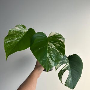US Seller - EXACT PLANT - rooted Monstera albo “borsigiana”