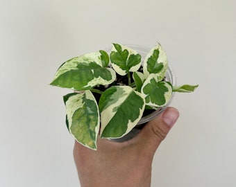 US Seller - Glacier pothos