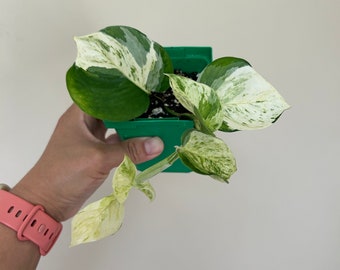Manjula pothos - cutting or rooted plant