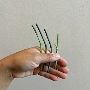 US Seller - *NODE* Monstera obliqua Peru