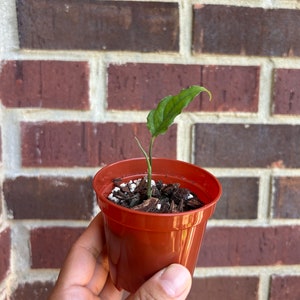 US Seller - 1-2 leaf Starter Plant - Monstera obliqua Peru