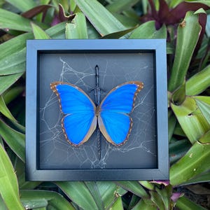 Framed Blue Morpho Butterfly, Gothic Spider Web Art
