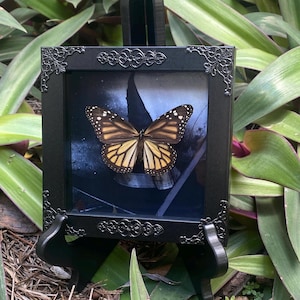 Real Female Monarch butterfly in a gothic frame