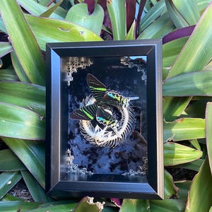 Green blue moth and pit viper snake skeleton