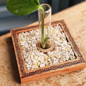 May include: A small, clear glass tube holding a green plant cutting, set in a wooden tray filled with small, white pebbles. The tray has a decorative border and sits on a wooden surface. The plant has a large, heart-shaped leaf.