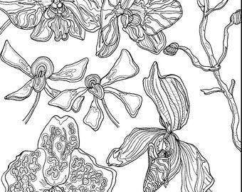 Dibujo de Orquídeas para colorear
