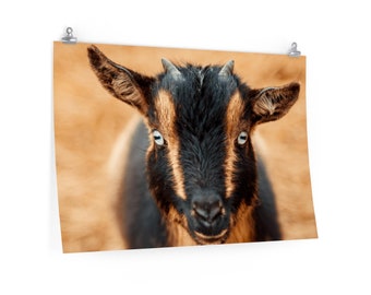 Premium Matte horizontal poster of "Curious Goat"