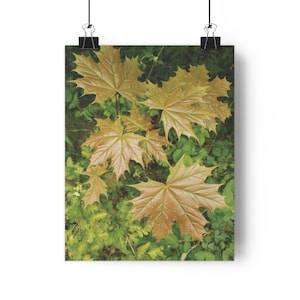 Poster Print, Autumn Maple Leaf Wall Art, Nature Photography Home Decor, Fall Foliage Picture, Golden Leaves Print, Leafy Wall Poster