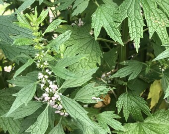 Motherwort (Leonurus cardiaca)