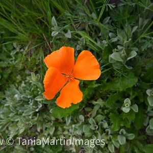Digital Download Macro Photo Orange California Poppy Flower