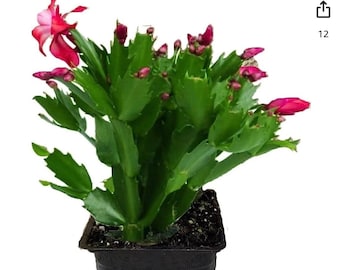 Holiday Cactus in pink, white, Red, Orange, Fuchsia, and yellow in 2" and 4" pots