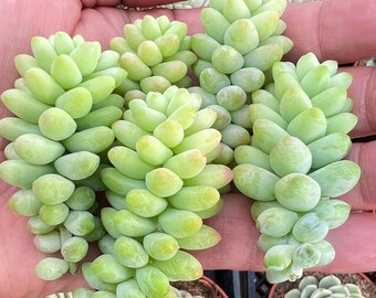 3 Donkey Tail cuttings also known as  Sedum Morganium.