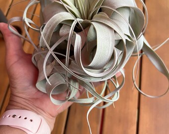 Xerographica Air Plant, medium size or large size