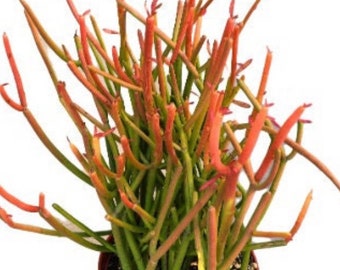 5 Fire Stick Succulent Cuttings also known as Pencil Cactus, Euphorbia Tirucalli