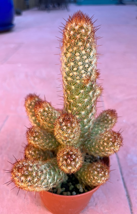 Mammillaria Elongate, the Gold Lace Cactus or Ladyfinger Cactus 4 Inch Pot  