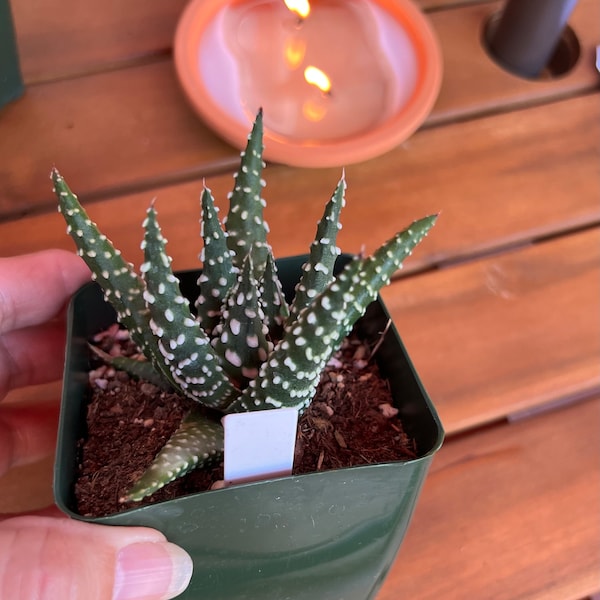 Haworthia Zebra Plant, 4” pot