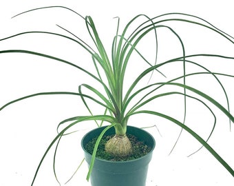 Ponytail Palm plant, also known as Bottle Palm, Elephant foot tree, 4” pot