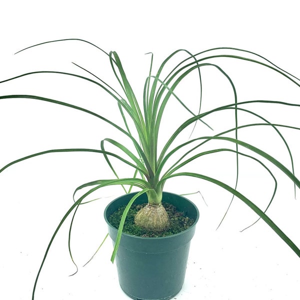 Ponytail Palm plant, also known as Bottle Palm, Elephant foot tree, 4” pot