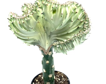 Euphorbia Lactea also known as Coral Cactus, silvery, green color, with highlights on the crest.  Exotic plant.